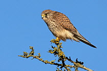 Common kestrel (Falco tinnunculus) female, perched on lichen encrusted twig, Norfolk, UK, January.