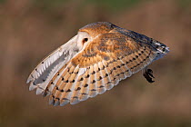 Barn owl (Tyto alba) in flight over field, Norfolk, UK. January.