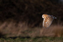 Barn owl (Tyto alba) flying over field, Norfolk, UK. January.