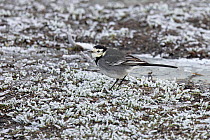 Pied wagtail (Motacilla alba yarrellii) standing on frost-covered grass, Whitlingham Country Park, Norfolk, UK. January.