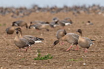 Pink-footed geese (Anser brachyrhynchus) flock foraging in tilled field, Weybourne, Norfolk, UK, February.