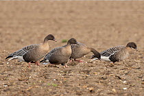 Four Pink-footed geese (Anser barchyrhynchus) foraging in tilled field, Weybourne, Norfolk, UK. February.