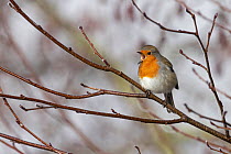 Robin (Erithacus rubecula) singing on bare tree branch, Whitlingham Country Park, Norfolk, UK. February.