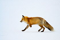 Red fox (Vulpes vulpes) with missing front leg after being caught in a leg hold trap, walking over snow, northwest Wyoming, USA. April.