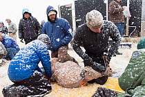 Group of people from Wyoming Game and Fish Department attaching a radio collar to a Rocky Mountain bighorn sheep (Ovis canadensis canadensis) for research purposes, Wyoming USA. March, 2016.