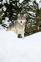 Grey wolf (Canis lupus) standing in deep snow, near Madison Junction, Yellowstone National Park, Wyoming, USA January.
