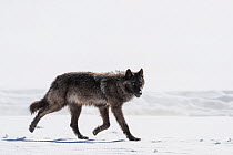 Grey wolf (Canis lupus) melanistic dark form, trotting over snow, Yellowstone National Park Wyoming, USA. February.