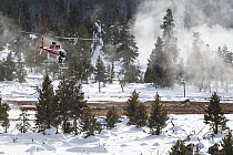 Man darting a Grey wolf (Canis lupus) from a helicopter before fitting a radio collar, Rabbit Creek thermal area, Midway Geyser Basin, Yellowstone National Park, Wyoming, USA. February.