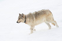 Grey wolf (Canis lupus) wearing radio collar, walking through snow, Yellowstone National Park, Wyoming, USA. February.