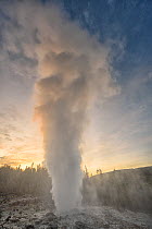 Rare eruption of Steamboat Geyser reaching an estimated height of 300-400ft, Norris Geyser Basin, Yellowstone National Park, Wyoming, USA. September 25th, 2019.