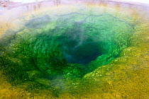 Morning Glory thermal pool in winter, with yellow and green coloured water caused by thermophilic bacteria, Upper Geyer Basin, Yellowstone National Park, Wyoming, USA. January, 2020.