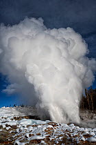 Rare eruption of Steamboat Geyser with steam erupting 400ft into the air, Norris Geyser Basin, Yellowstone National Park, Wyoming, USA. January 23rd, 2022.