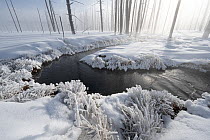Snow and frost around Tangle Creek on a winter morning, Lower Geyser Basin, Yellowstone National Park, Wyoming, USA. February, 2022.