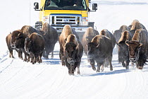 Bison (Bison bison) herd moving slowly through snow in front of a snow coach during a -15F morning, Hayden Valley, Yellowstone National Park, Wyoming, USA. January.