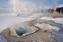 Steam rising from Heart Spring and the Lion Group of geysers in winter, Geyser Hill, Upper Gesyer Basin, Yellowstone National Park, Wyoming, USA.