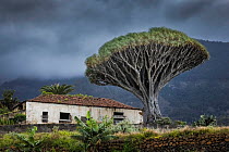 Dragon tree (Dracaena draco) beside abandoned house on hillside, Los Realejos, Tenerife, Canary Islands.