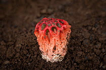 Latticed stinkhorn (Clathrus ruber) growing from soil, La Gomera, Canary Islands.