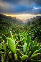 Prickly pears (Opuntia sp.) in valley at sunrise, Baranco del Cabrito, La Gomera, Canary Islands.