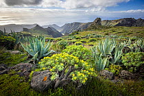 Euphorbia (Euphorbia sp.) and Agave (Agave sp.) in mountainous landscape, Barranco del Cabrito, La Gomera, Canary Islands.