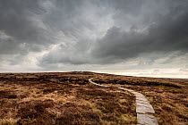A remote footpath across moorland in the Pennines above Edale, Kinder Scout Plateau, Peak District National Park, Derbyshire, England, UK. April, 2018.