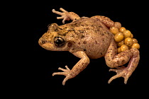 Majorcan / Mallorcan midwife toad (Alytes muletensis) male, carrying eggs on back legs, London Zoo. Captive, occurs in Majorca.