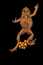 Majorcan / Mallorcan midwife toad (Alytes muletensis) male, carrying eggs on back legs, London Zoo. Captive, occurs in Majorca.