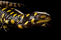 Eastern tiger salamander (Ambystoma tigrinum tigrinum) portrait, Caldwell Zoo, Texas, USA. Captive.