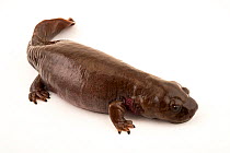 Coastal giant salamander (Dicamptodon tenebrosus) portrait, Northwest Trek Wildlife Park, Washington, USA. Captive.