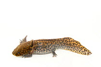 Anderson's salamander (Ambystoma andersoni) portrait, Zoo Atlanta. Captive, occurs in Mexico. Critically endangered.