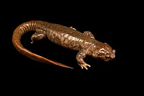Siberian salamander (Ranodon sibiricus) portrait, Moscow Zoo. Captive, occurs in China and Kazakhstan. Endangered