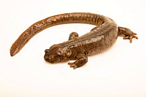 Siberian salamander (Ranodon sibiricus) portrait, Moscow Zoo. Captive, occurs in China and Kazakhstan. Endangered.