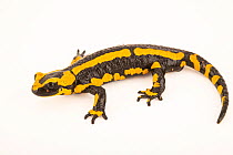 Barred fire salamander (Salamandra salamandra terrestris) portrait, Aquarium Berlin. Captive, occurs in Europe.