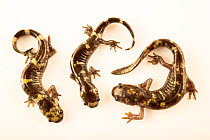 Three Ringed salamander (Ambystoma annulatum) juveniles, portrait, Amphibian Foundation Atlanta, Georgia, USA. Captive.