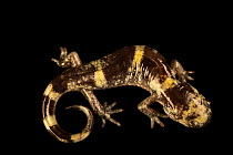 Ringed salamander (Ambystoma annulatum) juvenile, portrait, Amphibian Foundation Atlanta, Georgia, USA. Captive.