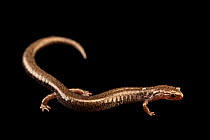 Ravine salamander (Plethodon richmondi) portrait, private collection. Captive, occurs in USA.