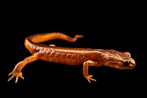 Oregon ensatina salamander (Ensatina oregonensis) portrait, private collection. Captive, occurs in Oregon, USA.