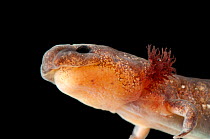 Texas cave salamander (Eurycea neotenes) head portrait, Detroit Zoo. Captive, occurs in Texas, USA.