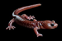 Arboreal salamander (Aneides lugubris) portrait, San Francisco State University, California, USA. Captive.