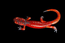 Sierra Nevada ensatina salamander (Ensatina eschscholtzii platensis) portrait, San Francisco State University, California, USA. Captive.
