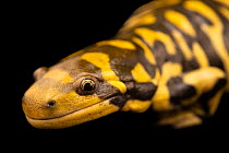 Barred tiger salamander (Ambystoma mavortium mavortium) head portrait, Chiricahua Desert Museum, New Mexico, USA. Captive.