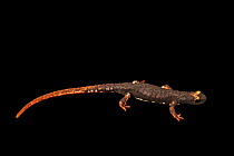 Southern spectacled salamander (Salamandrina terdigitata) portrait, WWT Slimbridge, UK. Captive, occurs in Italy.