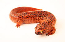 Blackchin red salamander (Pseudotriton ruber schencki) portrait, North Carolina Zoo, USA. Captive.