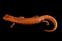 Palm salamander (Bolitoglossa nympha) portrait, Toledo Zoo. Captive, occurs in Guatemala.