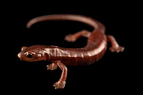 Salvin's mushroom-tongue salamander (Bolitoglossa salvinii) portrait, Toledo Zoo. Captive, occurs in El Salvador and Guatemala.