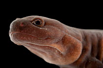 Shangcheng stout salamander (Pachyhynobius shangchengensis) underwater, head portrait, Houston Zoo. Captive, occurs in China.