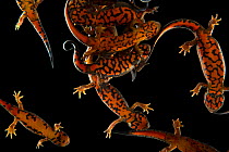 Group of Chuxiong fire-bellied newts (Cynops cyanurus chuxiongensis) ventral view, Saint Louis Zoo. Captive, occurs in China. Critically endangered.
