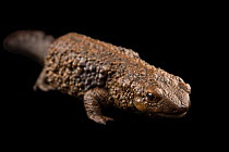 Chinese warty newt (Paramesotriton chinensis) portrait, Saint Louis Zoo. Captive, occurs in China.