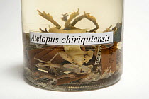 Extinct Chiriqui harlequin frogs (Atelopus chiriquiensis) preserved in alcohol, Smithsonian Tropical Research Institute, Gamboa, Panama.