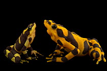 Costa Rican variable harlequin toads (Atelopus varius) pair, female on right, portrait, El Valle Amphibian Conservation Center (EVACC), Panama. Captive, occurs in Costa Rica. Critically endangered.