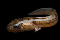 Night frog (Astylosternus sp.) tadpole, portrait, from the wild, Cameroon. Captive.